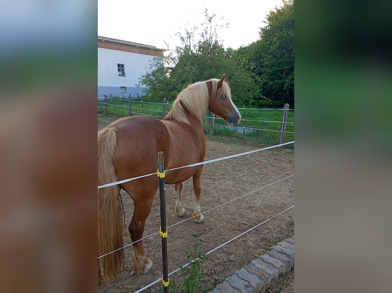 Haflinger Mestizo Yegua 19 años 145 cm Alazán in Naumburg