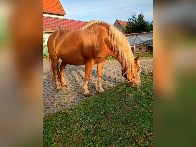 Haflinger Mestizo Yegua 19 años 145 cm Alazán in Naumburg