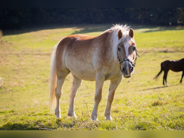 Haflinger Yegua 19 años 147 cm Alazán in Much
