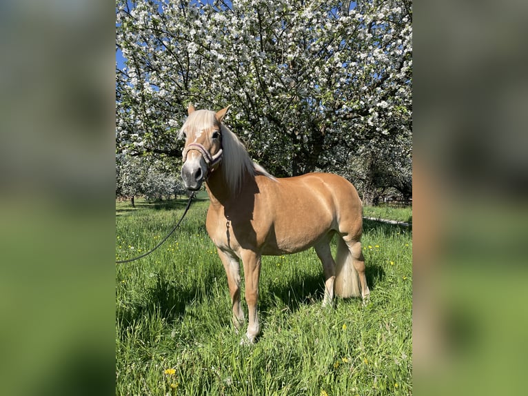 Haflinger Yegua 19 años 150 cm Alazán in Neunkirchen