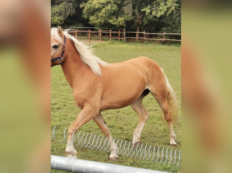 Haflinger Yegua 19 años 152 cm Alazán in Vienenburg