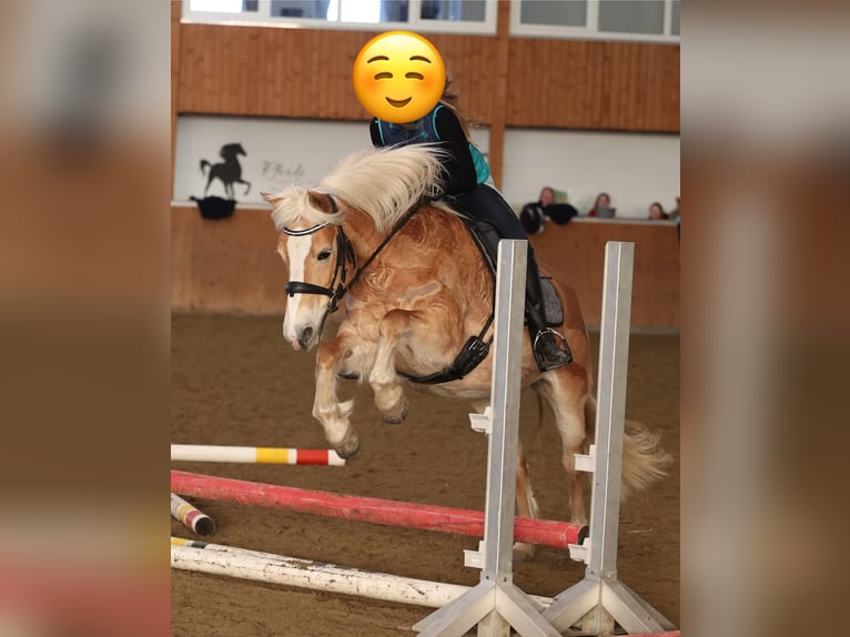Haflinger Yegua 19 años 152 cm Palomino in Bruchhausen-Vilsen