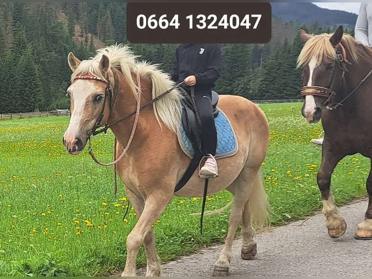 Haflinger Yegua 19 años in Obertilliach