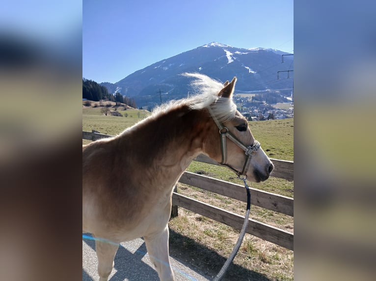 Haflinger Yegua 1 año 140 cm  in Steinach