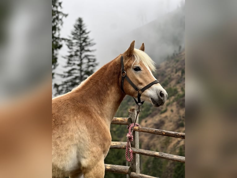 Haflinger Yegua 1 año 142 cm Alazán in Bolzano