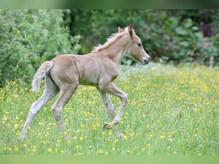 Haflinger Yegua 1 año 148 cm in Friedewald