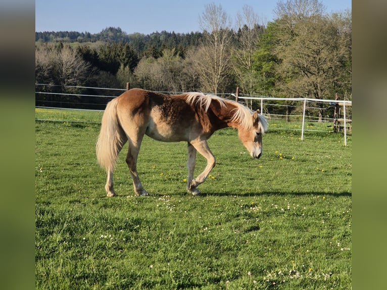 Haflinger Yegua 1 año 150 cm Alazán in Bad Münstereifel