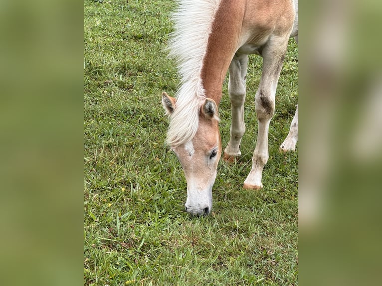 Haflinger Yegua 1 año 150 cm in Bayreuth
