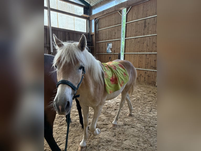 Haflinger Yegua 1 año 150 cm in Bayreuth