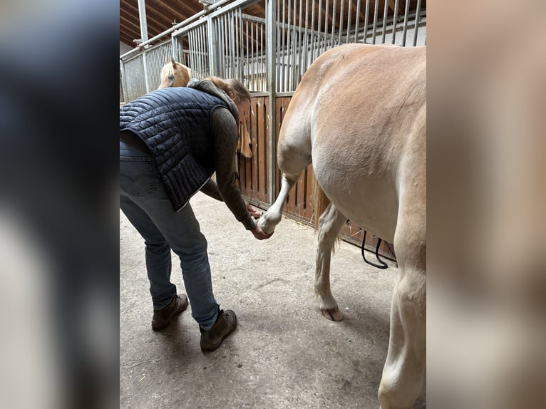 Haflinger Yegua 1 año 150 cm in Bayreuth