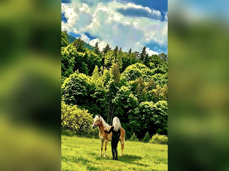 Haflinger Yegua 1 año 154 cm Alazán in Mariatal
