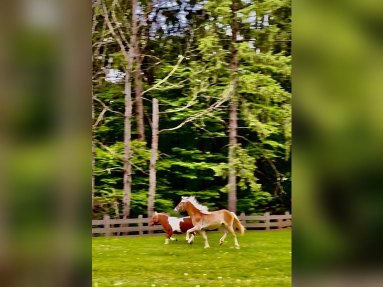 Haflinger Yegua 1 año 154 cm Alazán in Mariatal