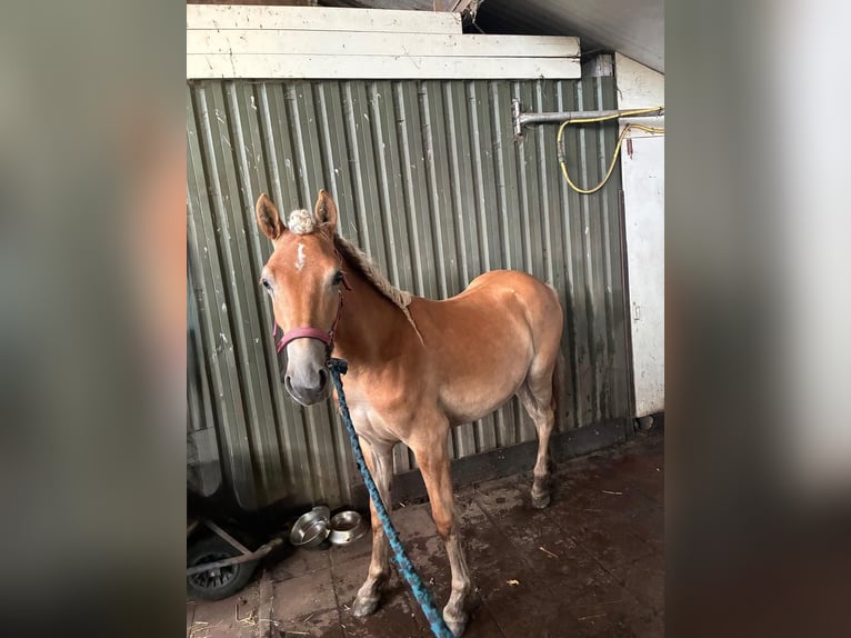 Haflinger Yegua 1 año 155 cm Alazán in Geertruidenberg
