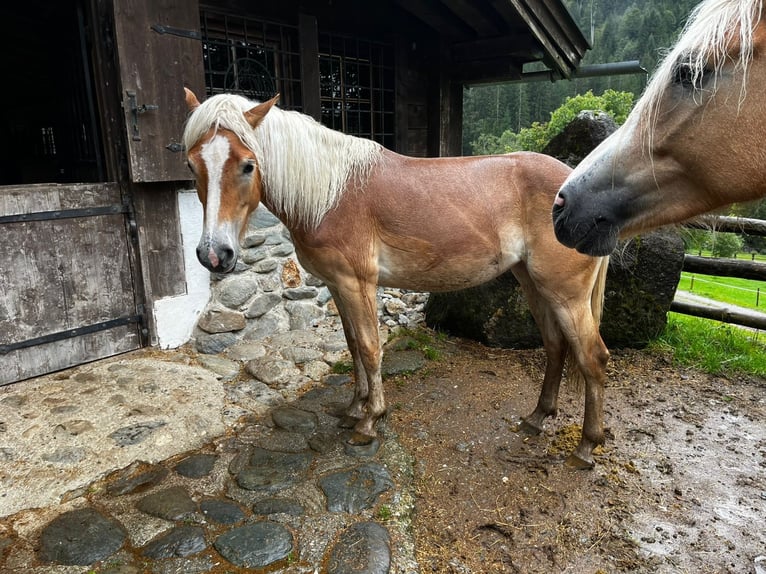Haflinger Yegua 1 año Alazán in Kelchsau