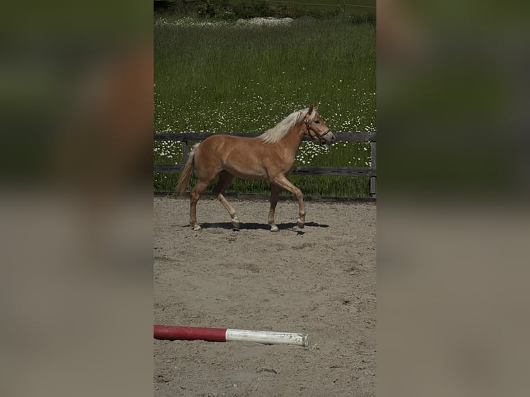 Haflinger Yegua 1 año Alazán in Gleißenberg