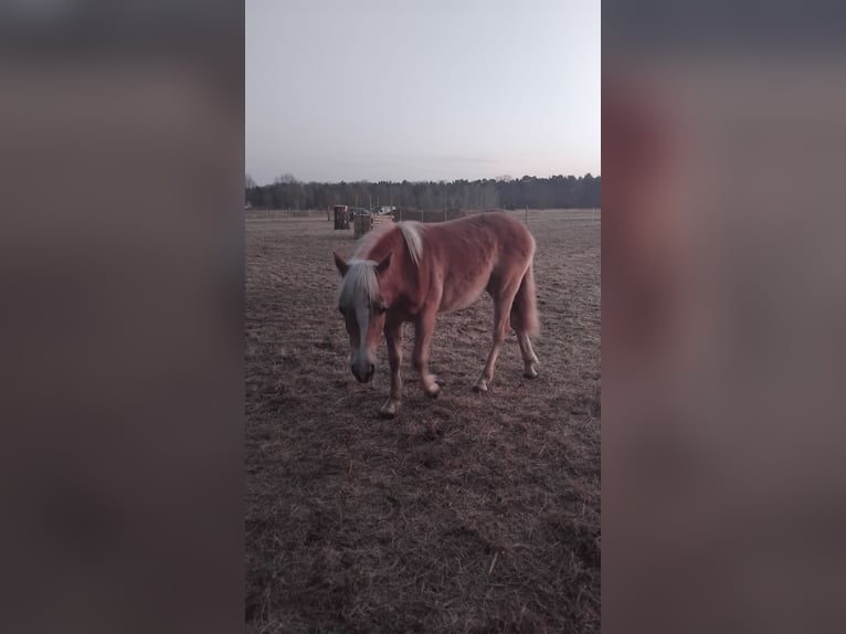 Haflinger Yegua 1 año Alazán in Wandlitz