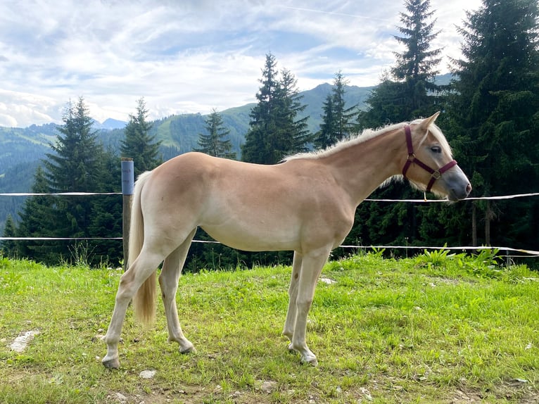 Haflinger Yegua 1 año Alazán in Hippach-Schwendberg