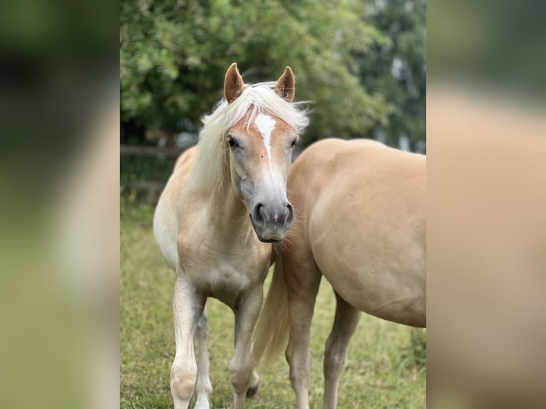 Haflinger Yegua 1 año Alazán in Seedorf