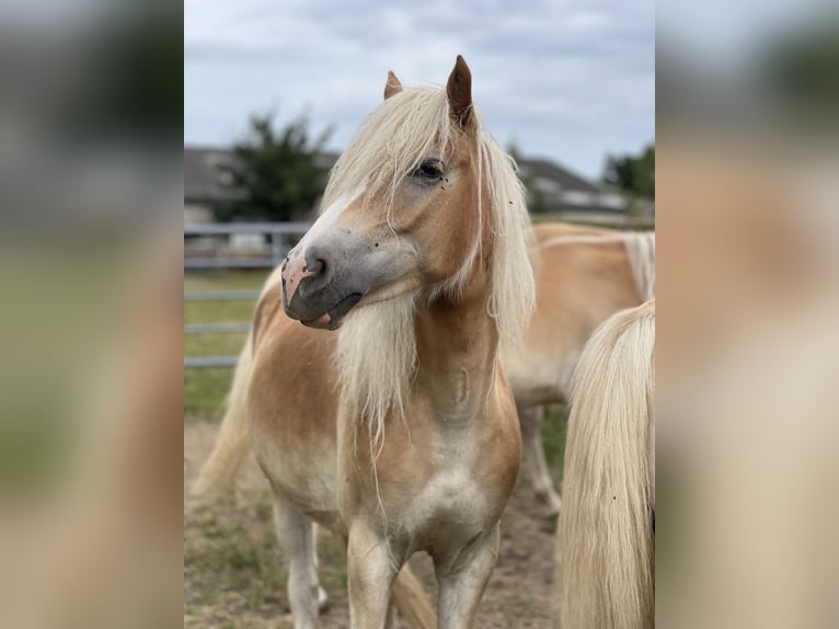 Haflinger Yegua 1 año Alazán in Seedorf