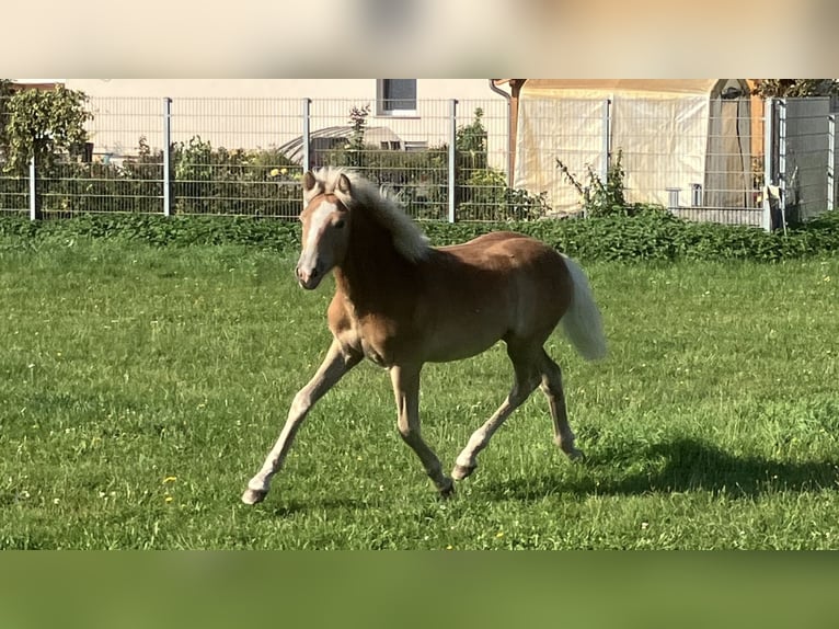 Haflinger Yegua 1 año Alazán in Zerbst