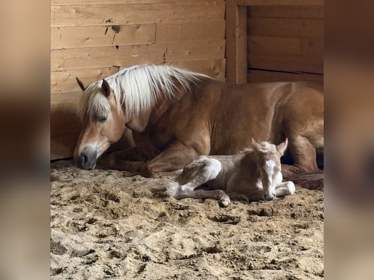 Haflinger Yegua 1 año Alazán in Brunn