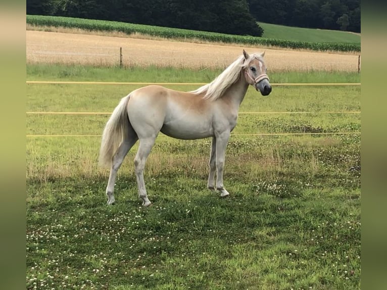 Haflinger Yegua 1 año in Hessisch Oldendorf