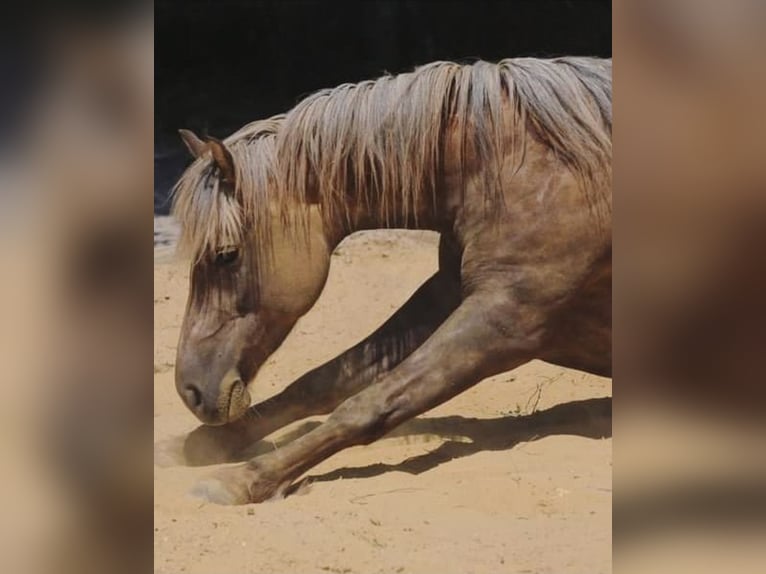 Haflinger Yegua 20 años 140 cm  in Podersdorf am See