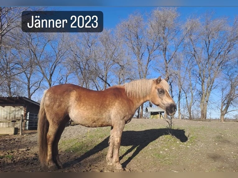 Haflinger Yegua 20 años 140 cm  in Podersdorf am See
