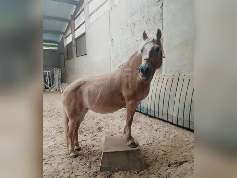 Haflinger Yegua 20 años 142 cm Alazán in Spiesen-Elversberg