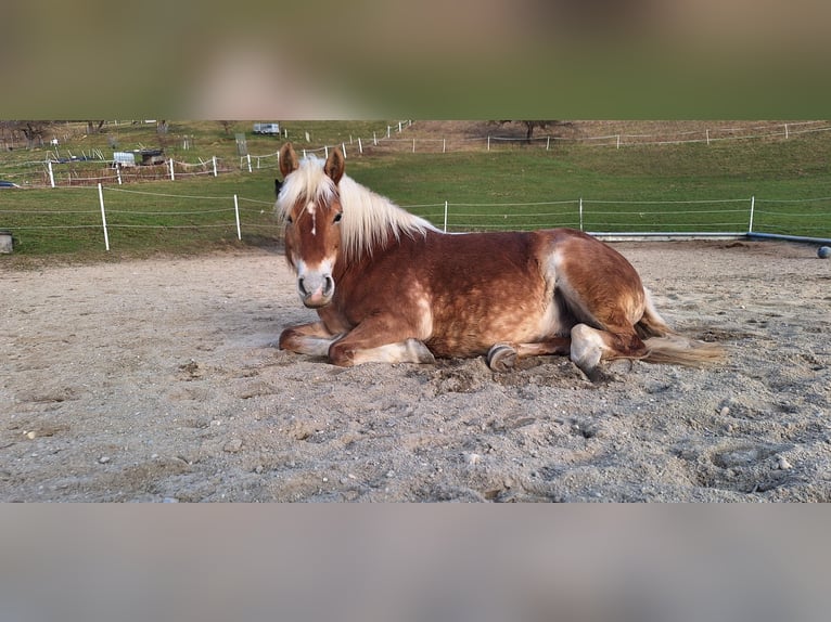 Haflinger Yegua 20 años 143 cm Palomino in Bad Birnbach