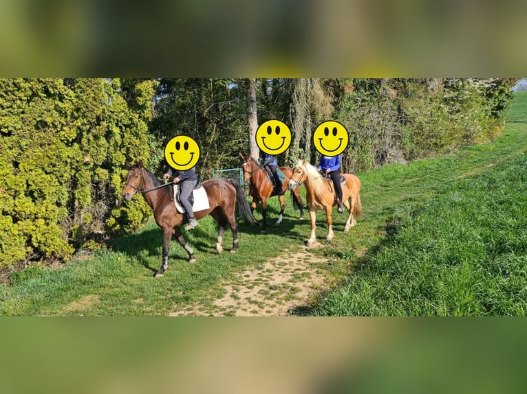Haflinger Mestizo Yegua 21 años 140 cm Alazán in Adelberg