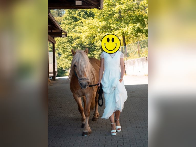 Haflinger Mestizo Yegua 21 años 140 cm Alazán in Adelberg