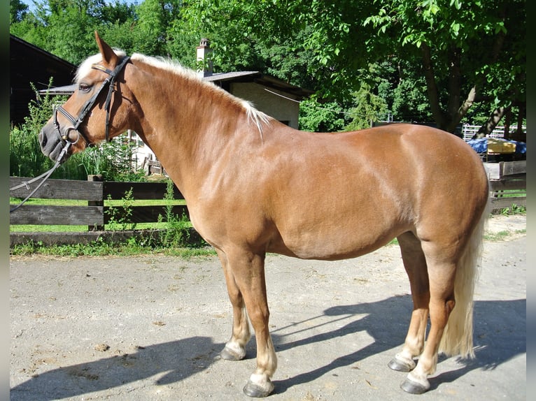 Haflinger Yegua 22 años 150 cm Alazán in Waldstetten