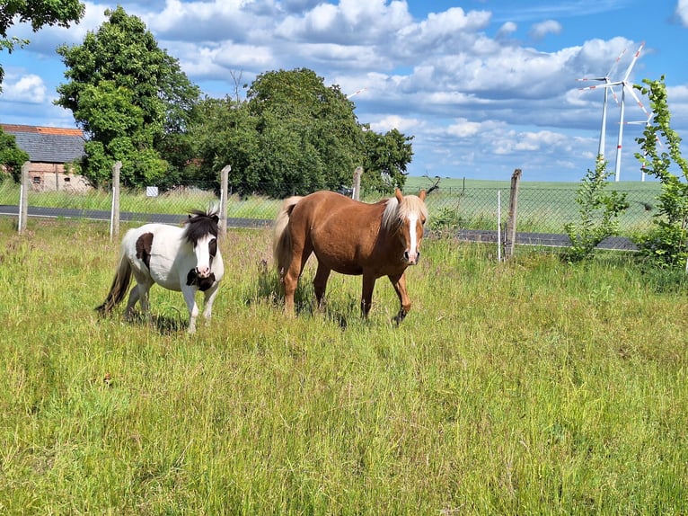 Haflinger Mestizo Yegua 24 años 135 cm Alazán in Zeschdorf