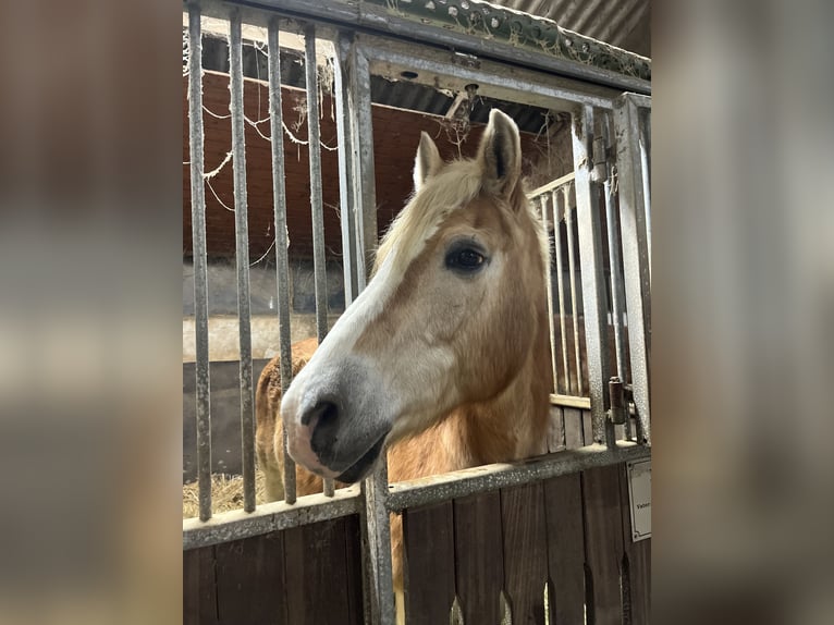 Haflinger Yegua 26 años 145 cm  in Altenkirchen