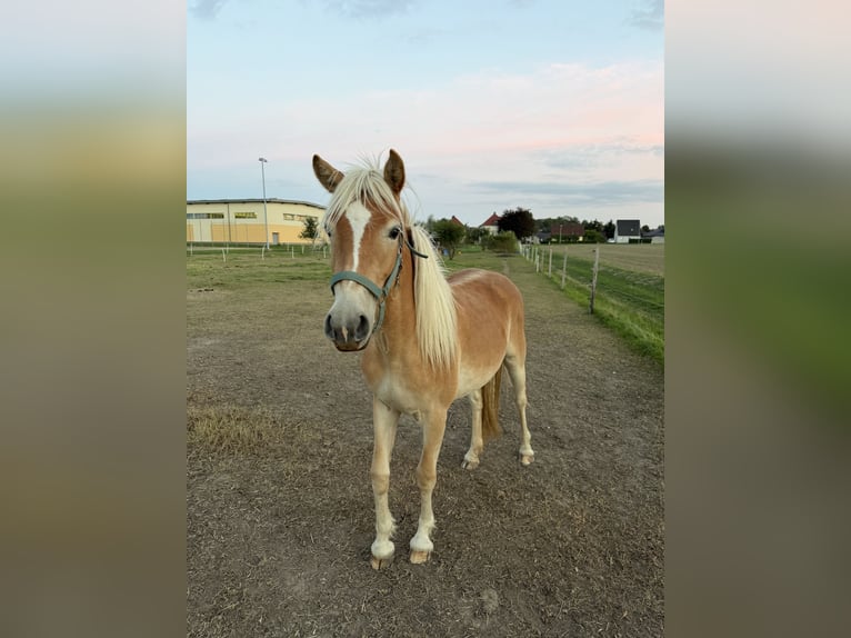 Haflinger Yegua 2 años 136 cm Castaño claro in Wermsdorf