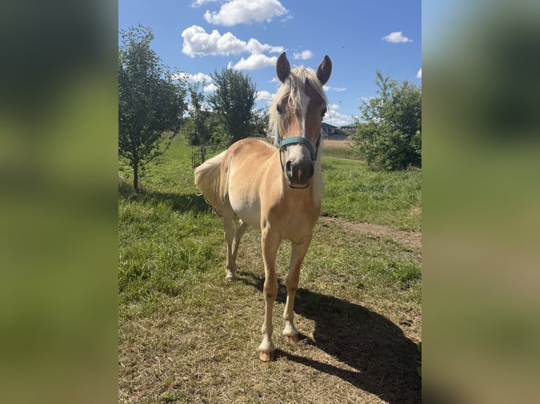 Haflinger Yegua 2 años 136 cm Castaño claro in Wermsdorf