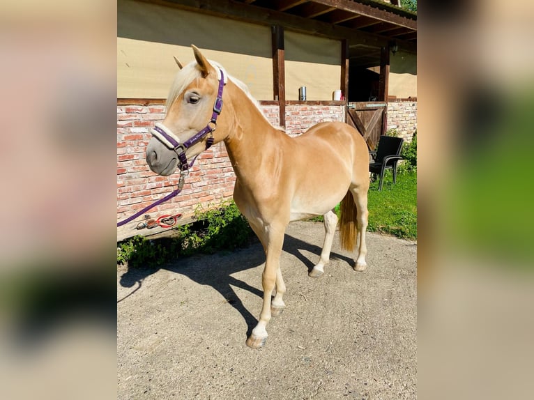 Haflinger Yegua 2 años 145 cm Alazán in Fritzlar