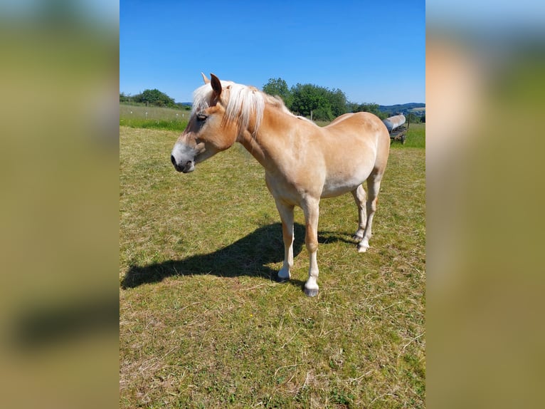 Haflinger Yegua 2 años 146 cm Alazán in Meckenbach