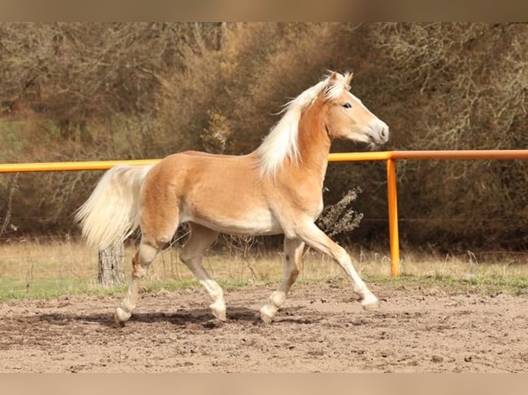 Haflinger Yegua 2 años 146 cm Alazán in Meckenbach