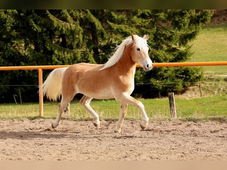 Haflinger Yegua 2 años 146 cm Alazán in Meckenbach