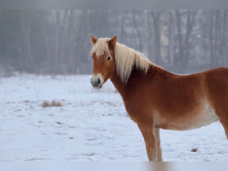 Haflinger Yegua 2 años 146 cm Alazán in Rostock