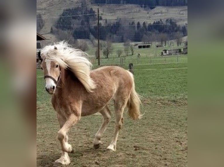 Haflinger Yegua 2 años 146 cm Alazán in Saalfelden