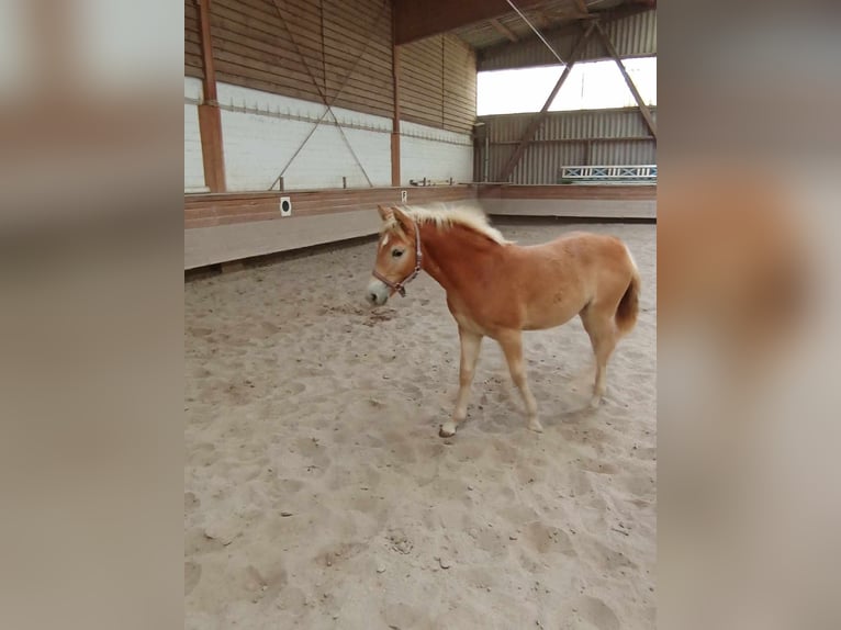 Haflinger Yegua 2 años 148 cm Alazán in Bad Friedrichshall