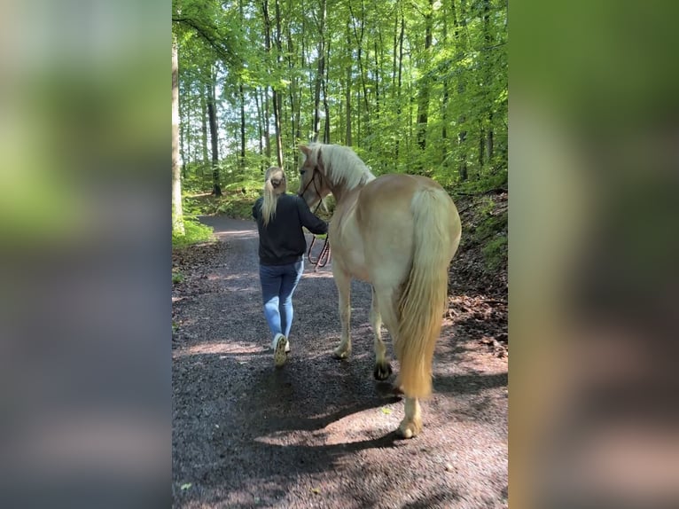 Haflinger Yegua 2 años 148 cm Alazán in Altenkirchen