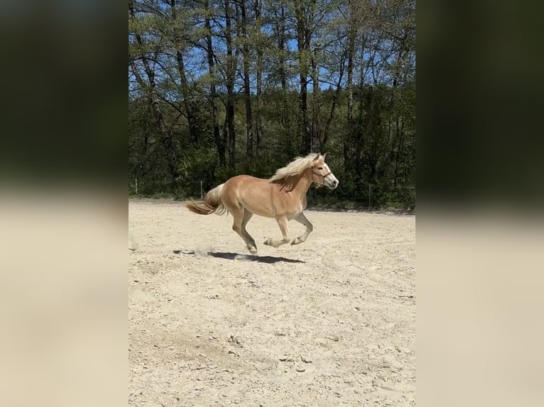 Haflinger Yegua 2 años 148 cm Alazán in Altenkirchen