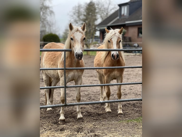 Haflinger Yegua 2 años 150 cm Alazán in Seedorf