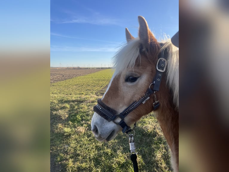 Haflinger Yegua 2 años 150 cm Alazán in Arneburg