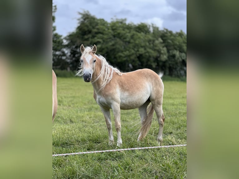 Haflinger Yegua 2 años 150 cm Alazán in Seedorf