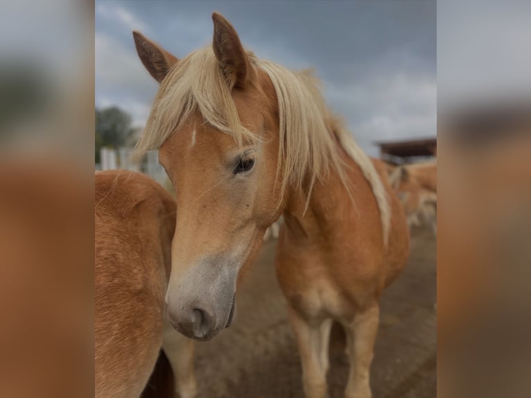 Haflinger Yegua 2 años 150 cm in Trebbin Haflinger Yegua 2 años 150 cm in Trebbin